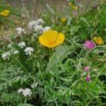 Low maintenance summer garden - image shows a variety of white, yellow, and pale pink wildflowers