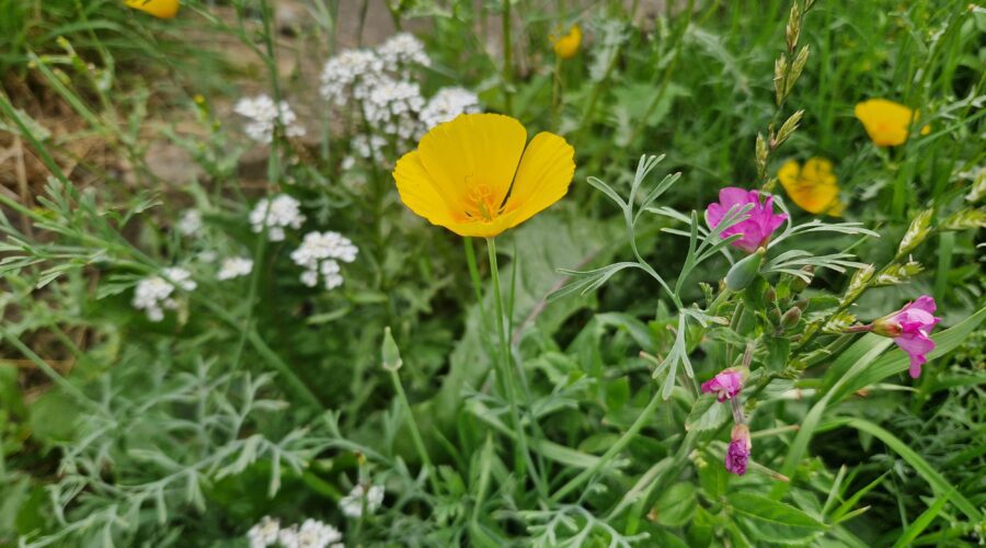 Low maintenance summer garden - image shows a variety of white, yellow, and pale pink wildflowers