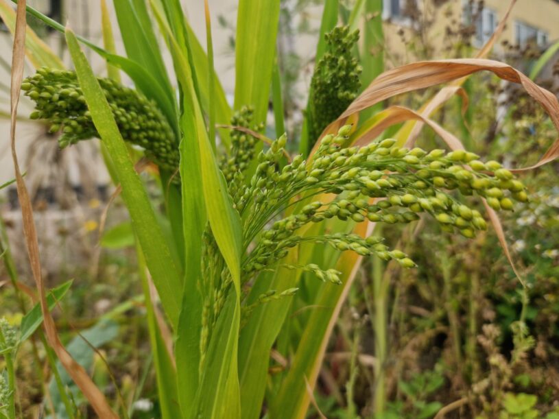 A bundle of millet self seeded from bird seed