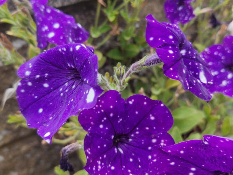 A light purple petunia plant with white specks