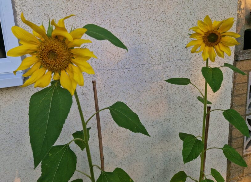 Two large sunflowers against a white wall