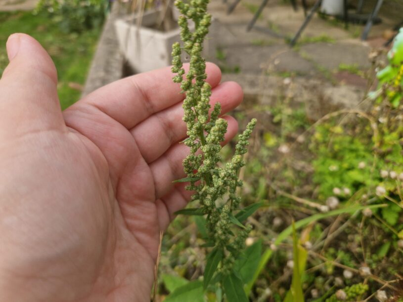 A fat hen wildflower self seeded from bird seed