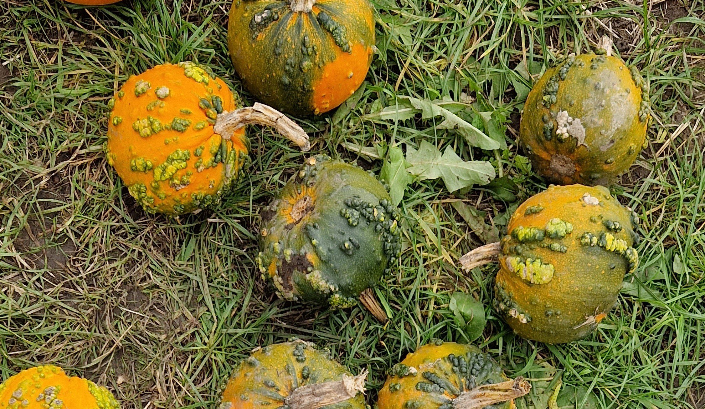 Various shape and colour gourds laying on a grassy ground