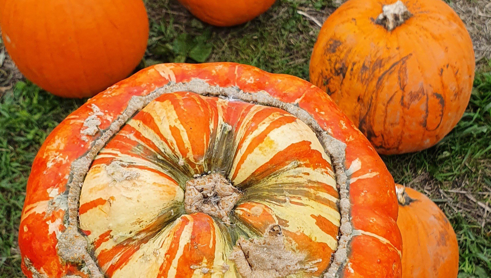 A large orange pumpkin in the foreground with smaller orange pumpkins in the background 