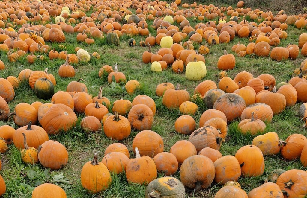 Pumpkin picking in Lincolnshire. Image shows a field of various size orange pumpkins