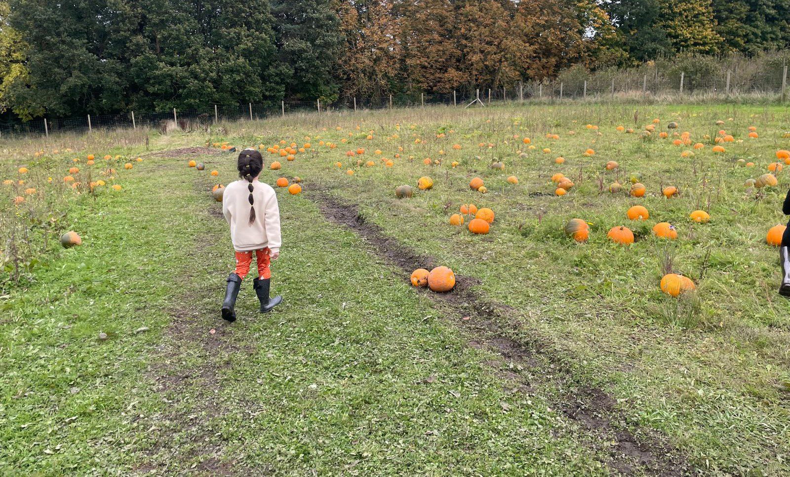 A girl walking in a pumpkin field