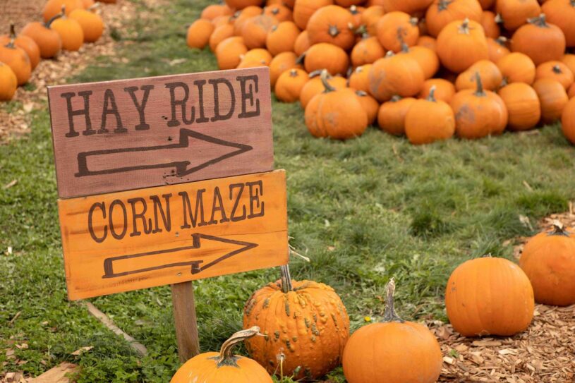 Two signs stating "hay ride" and "corn maze in the foreground, with pumpkins in the background