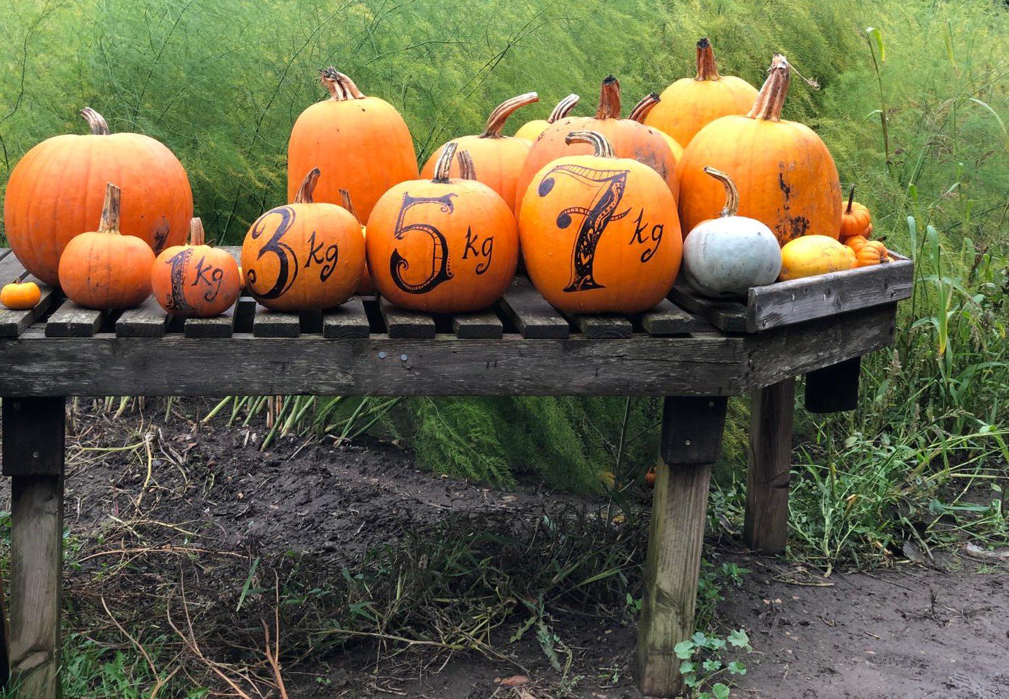 Various orange pumpkins on a wooden table depicting weights from 1kg to 7kg