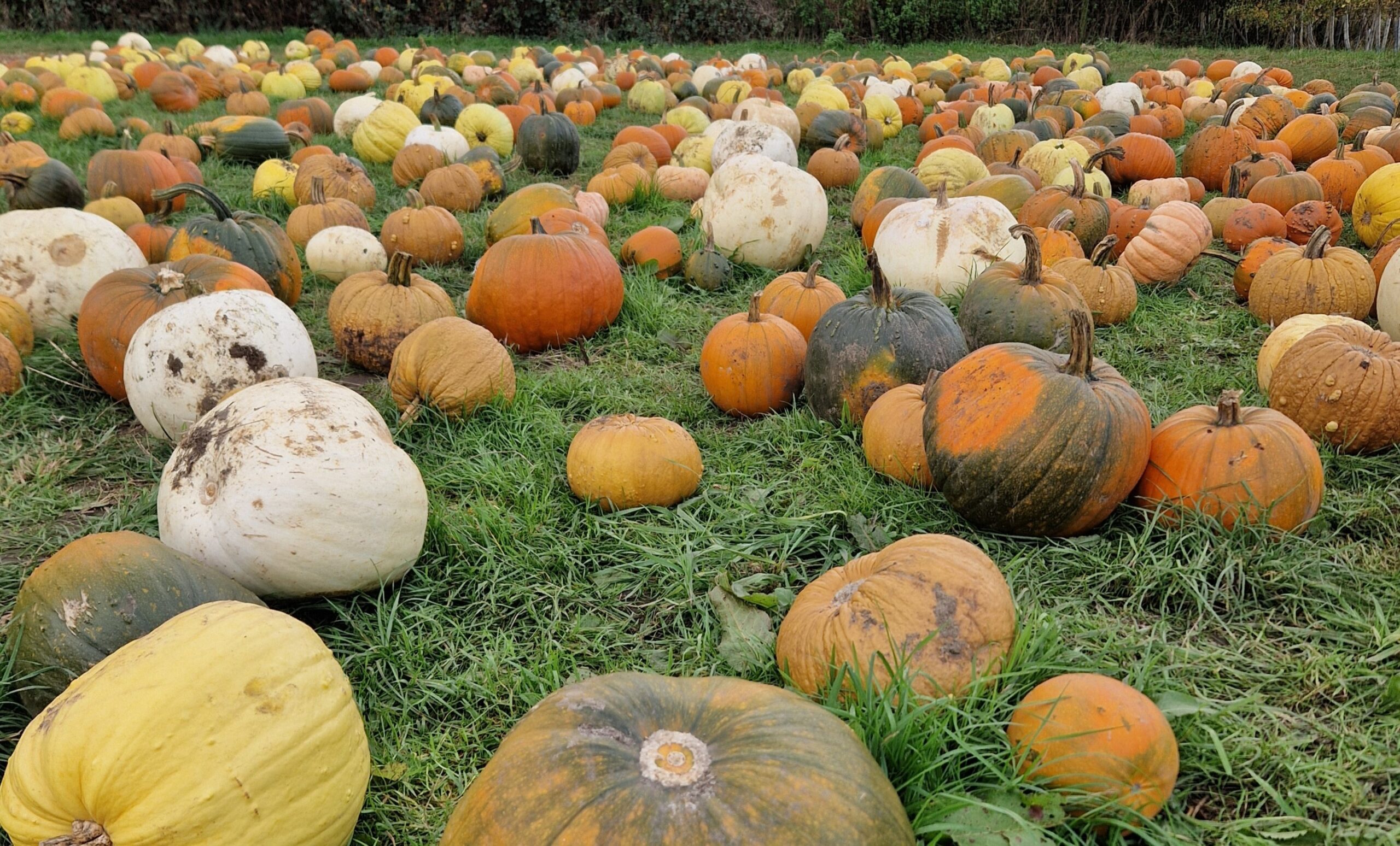 A field of pumpkins showing various colours and sizes